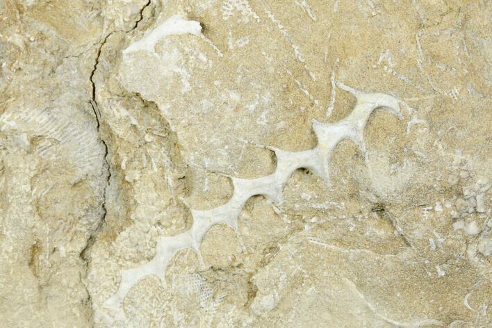 Archimedes Screw Bryozoan Fossil - Alabama #178208